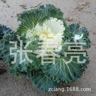 耐寒羽衣甘藍(lán) 冬季觀葉花卉的園藝選擇