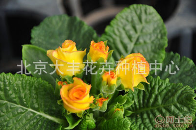 北京大豐花卉種植中心 時(shí)令草花與迷你盆栽的專業(yè)直銷服務(wù)