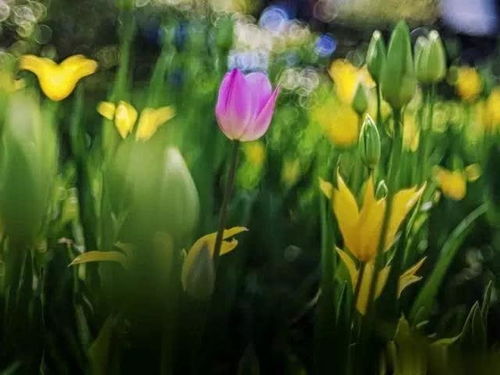 荷蘭鮮花加工廠 當(dāng)工作邂逅繁花之美